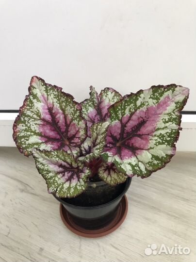 Бегония декоративно-лиственная (королевская)