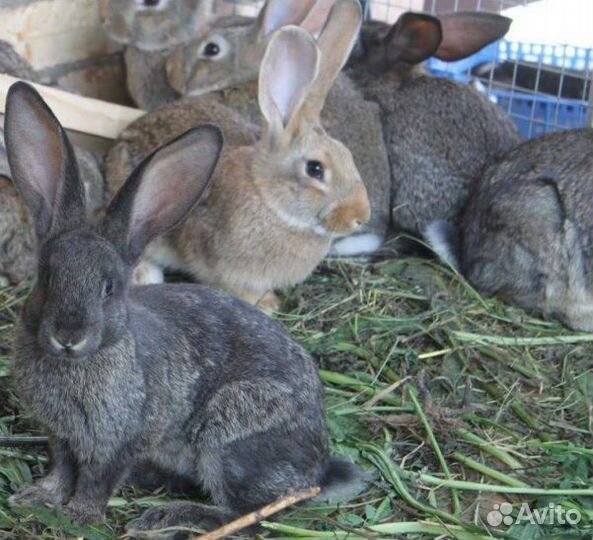 Продам кроликов