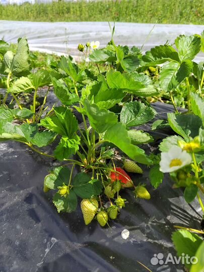 Клубника со своего хозяйства