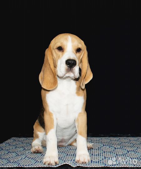 Щенки бигля