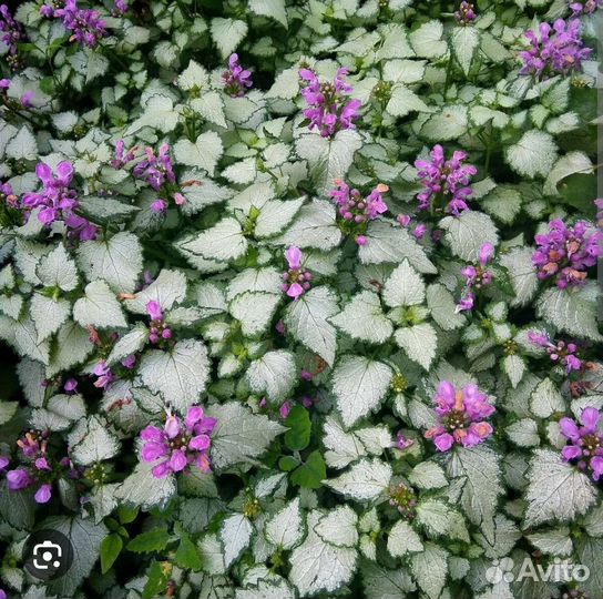 Яснотка многолетник