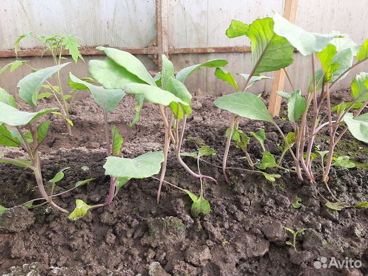 Рассада капусты