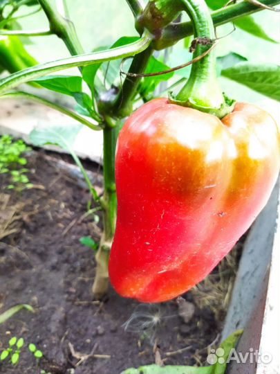 Помидоры Бычье сердце, перец сладкий