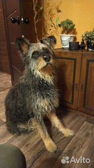 Собака в добрые руки