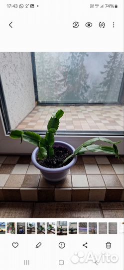 Домашний цветок декабрист