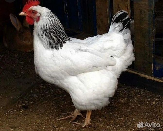 Куры домашние