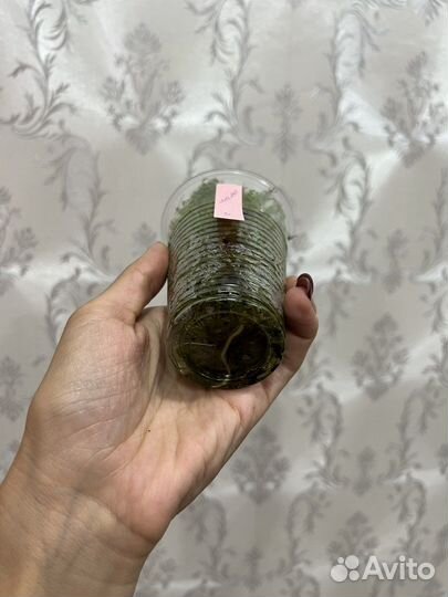 Монстера альба