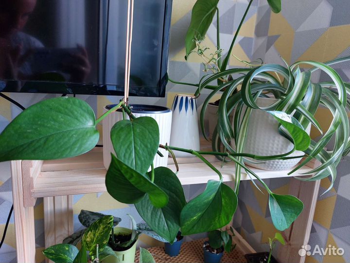 Сциндапсус эпипремнум