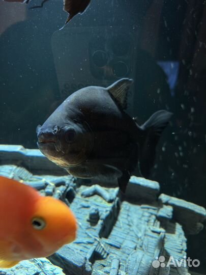 Аквариумные рыбки