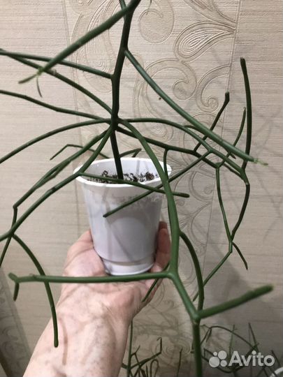 Молочай тирукалли