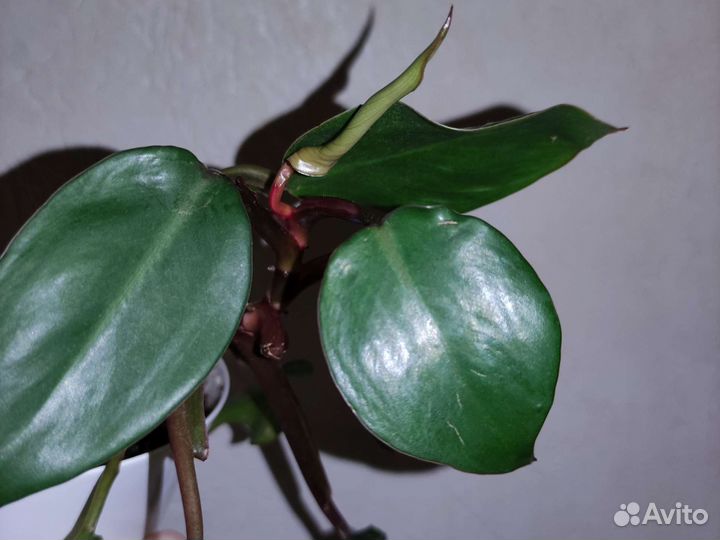 Лиана филодендрон