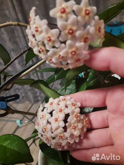 Комнатные цветы в кашпо