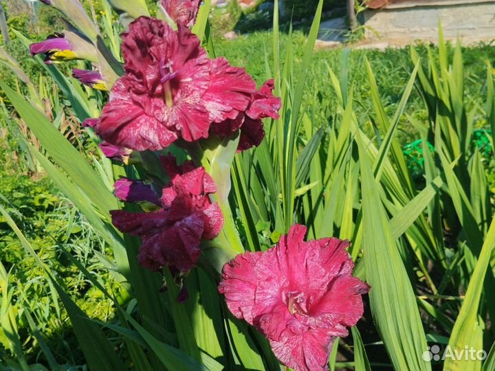 Гладиолус срезка