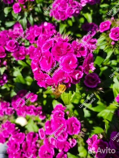 Хризантемы, Гвоздика турецкая, Сныть пестролистная