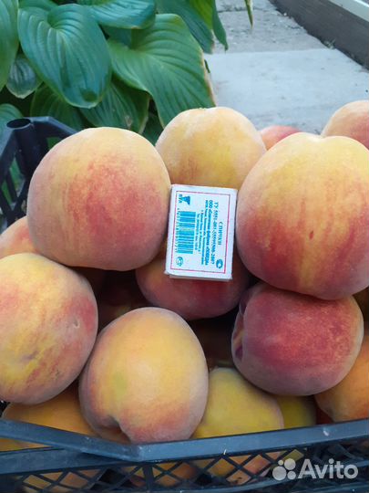 Саженцы персика