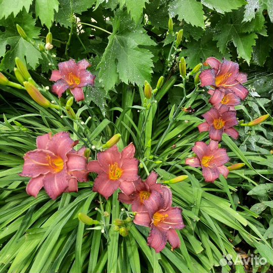 Лилейники бордюрные