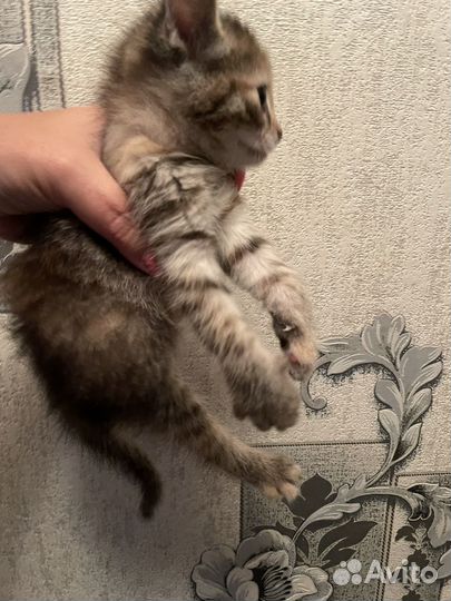 Котята в добрые руки бесплатно