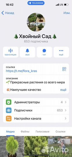 Туя восточная ауреа нана