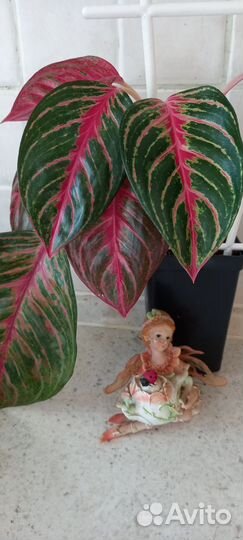 Комнатные растения цветы