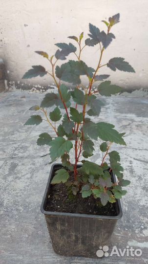 Пузыреплодник Литл Джокер