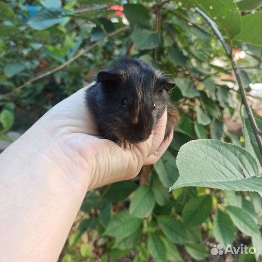 Морские свинки