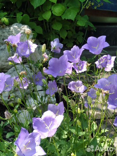 Цветы для сада