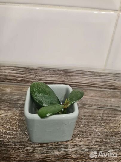 Денежное дерево. Толстянка. Сукулент