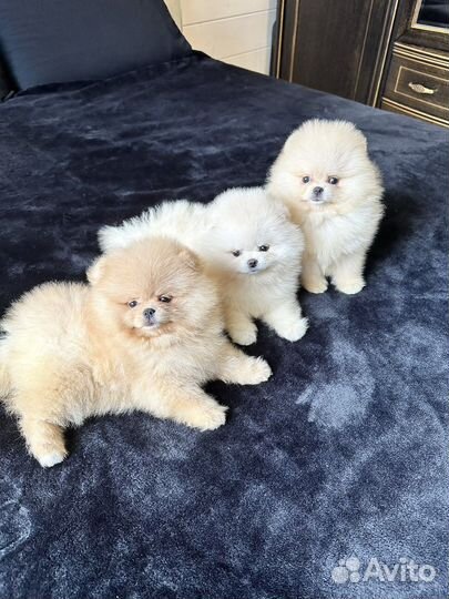 Белые Кремовые Рыжие красивые щенки шпица