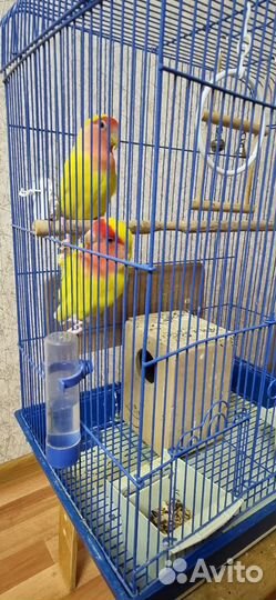 Попугаи неразлучники