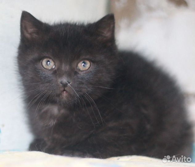 Котенок - мальчик 2 месяца