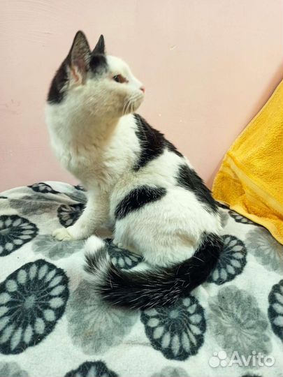 Кошка в дар