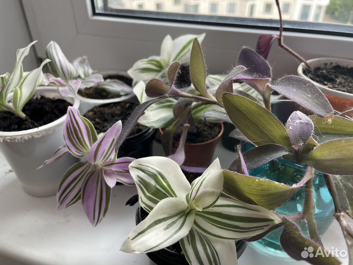 Традесканция 3 вида