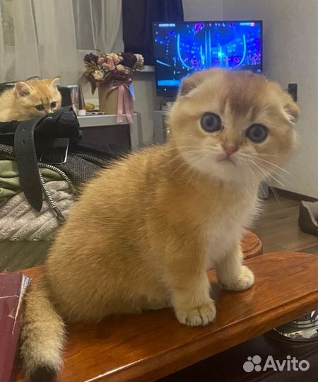 Шотландская вислоухая кошка