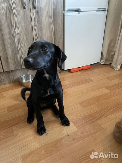 Отдаю щенка даром