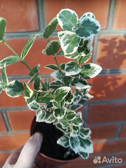 Многолетник для сада Бересклет