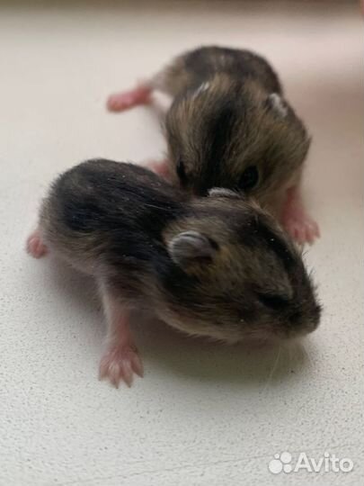 Джунгарский хомяк