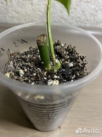 Рафидофора тетрасперма (монстера минима)