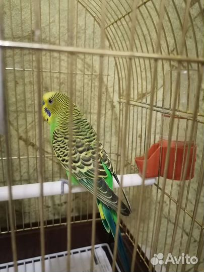 Волнистый попугай пара с клеткой