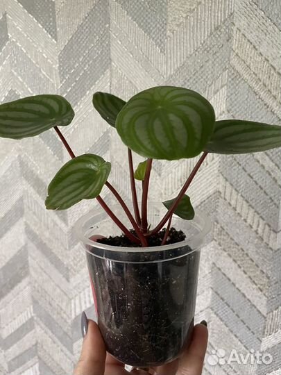 Комнатные растения