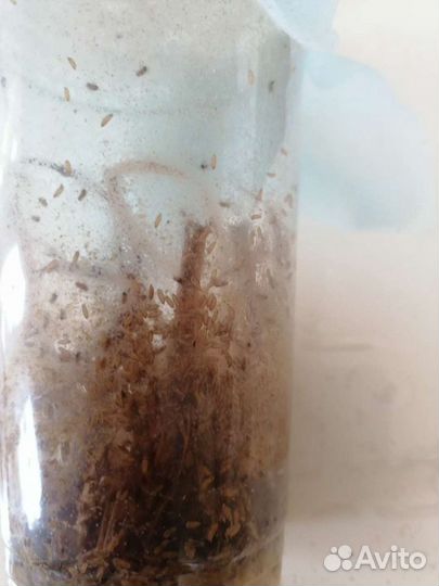 Дрозофила меланагастер