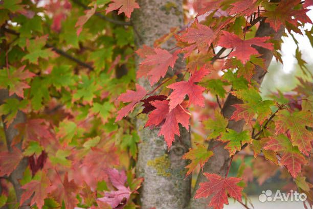 Саженцы клёна серебристого (Сахаристого)