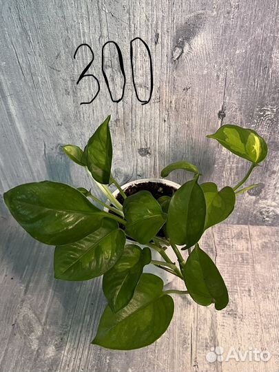 Сциндапсусы