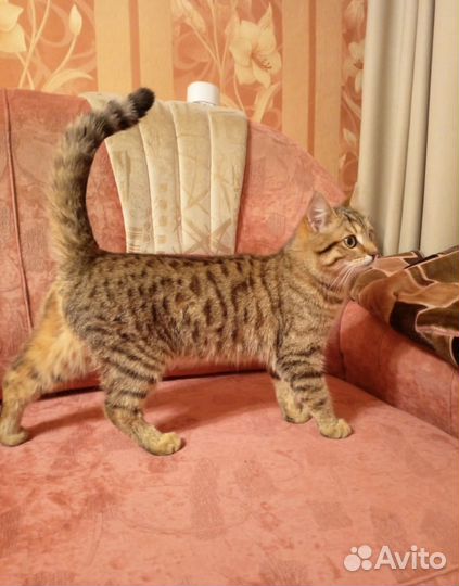 Котик в добрые руки
