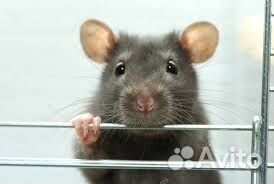 Крысята дамбо