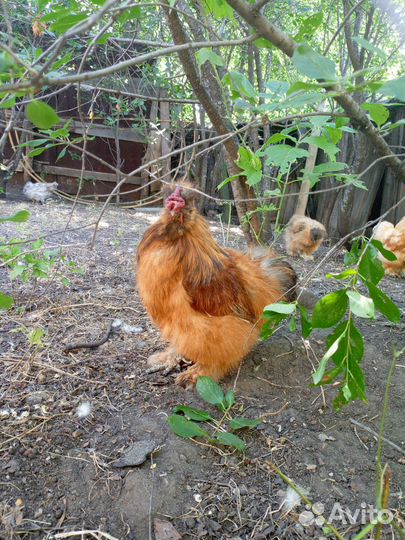 Петух китайский шелковый