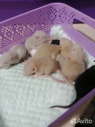 Крыса крысята дамбо рекс