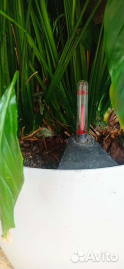 Спатифиллум