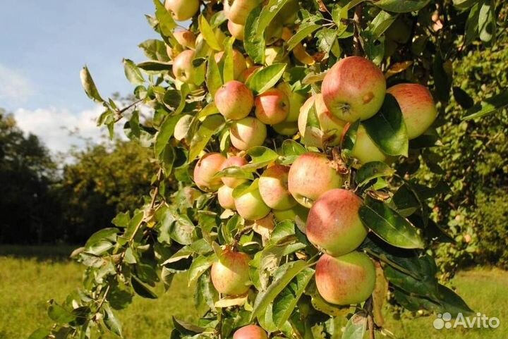 Саженцы яблони Яблочный спас