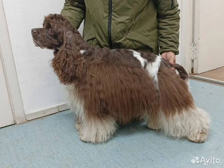 Вязка американский кокер спаниель - мальчик