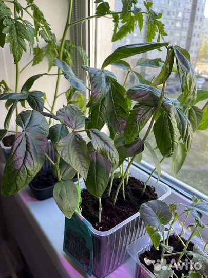 Рассада фасоль стручковая